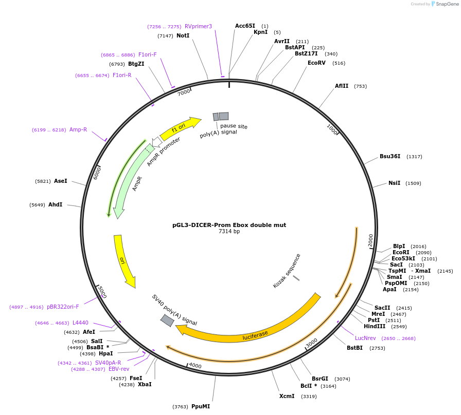 25854-plasmid-map-sequence-id-12119
