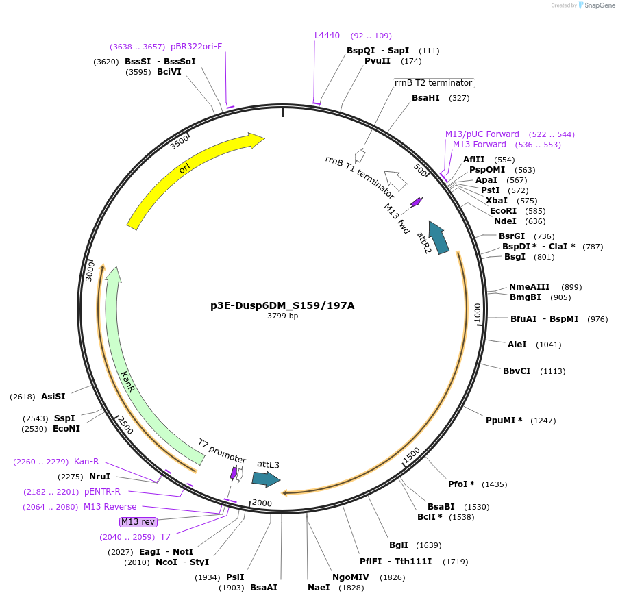 67684-plasmid-map-sequence-id-121211