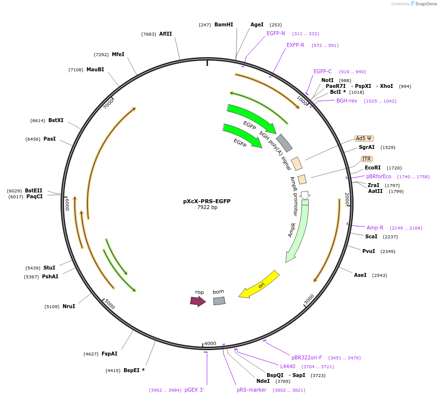 25865-plasmid-map-sequence-id-12125