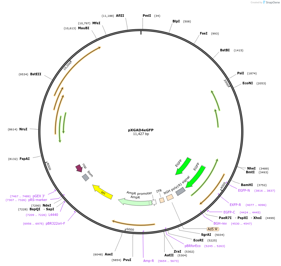 25866-plasmid-map-sequence-id-12126