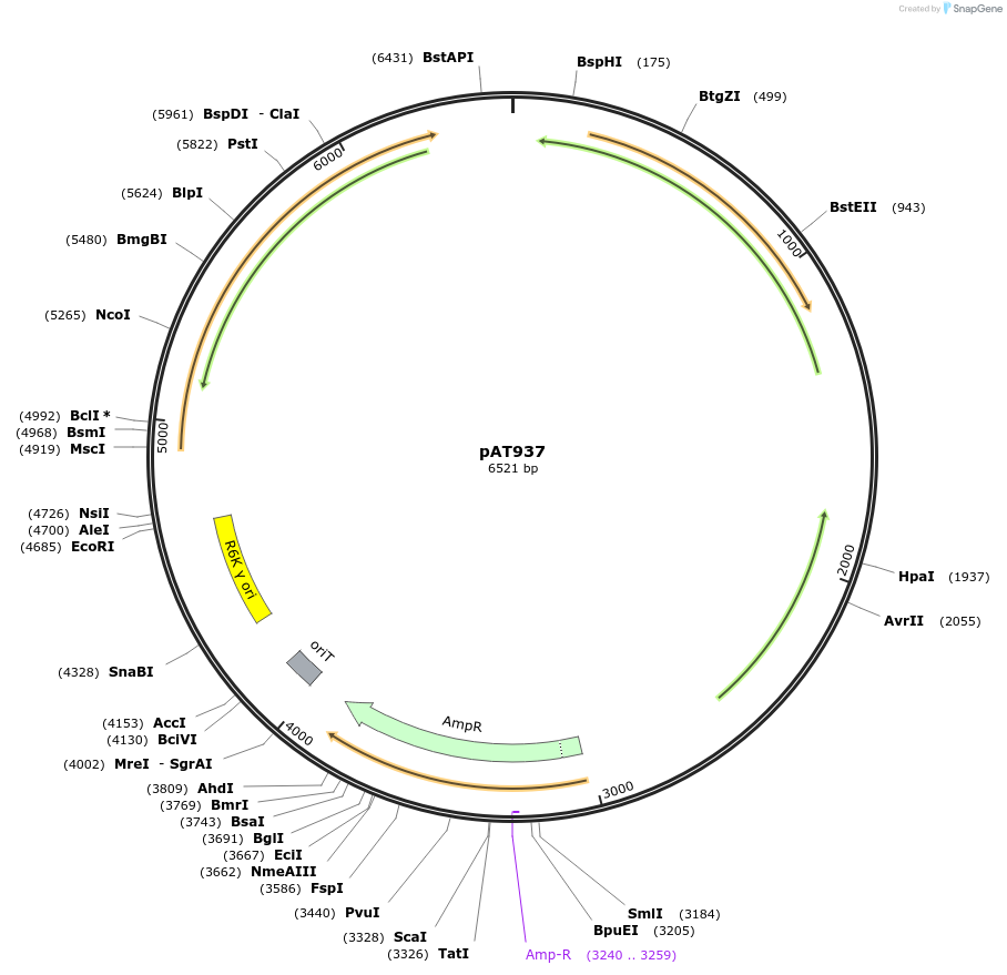 68936-plasmid-map-sequence-id-121315