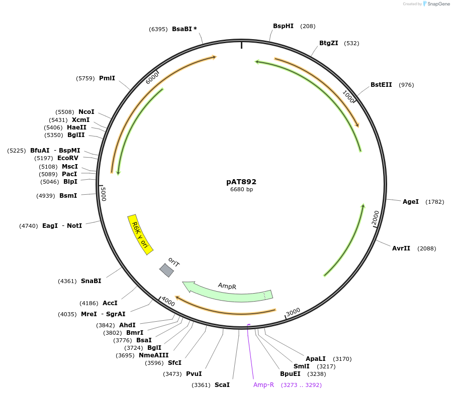 68933-plasmid-map-sequence-id-121319