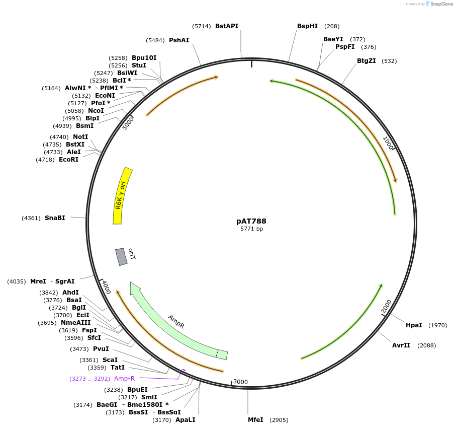 68923-plasmid-map-sequence-id-121338