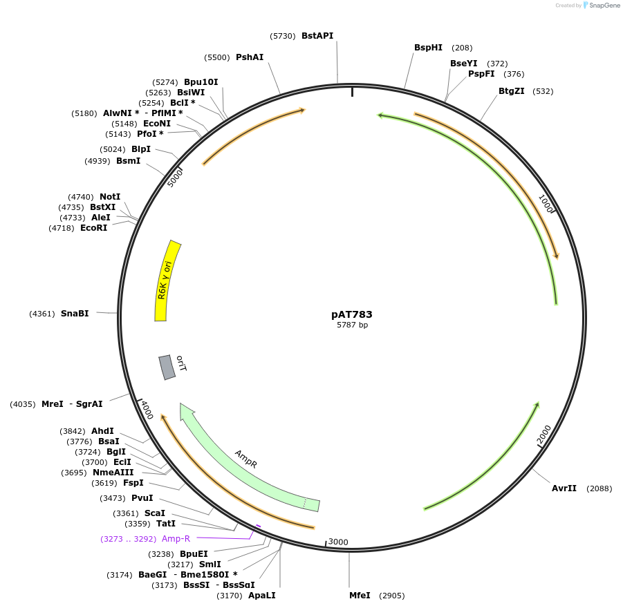 68920-plasmid-map-sequence-id-121341