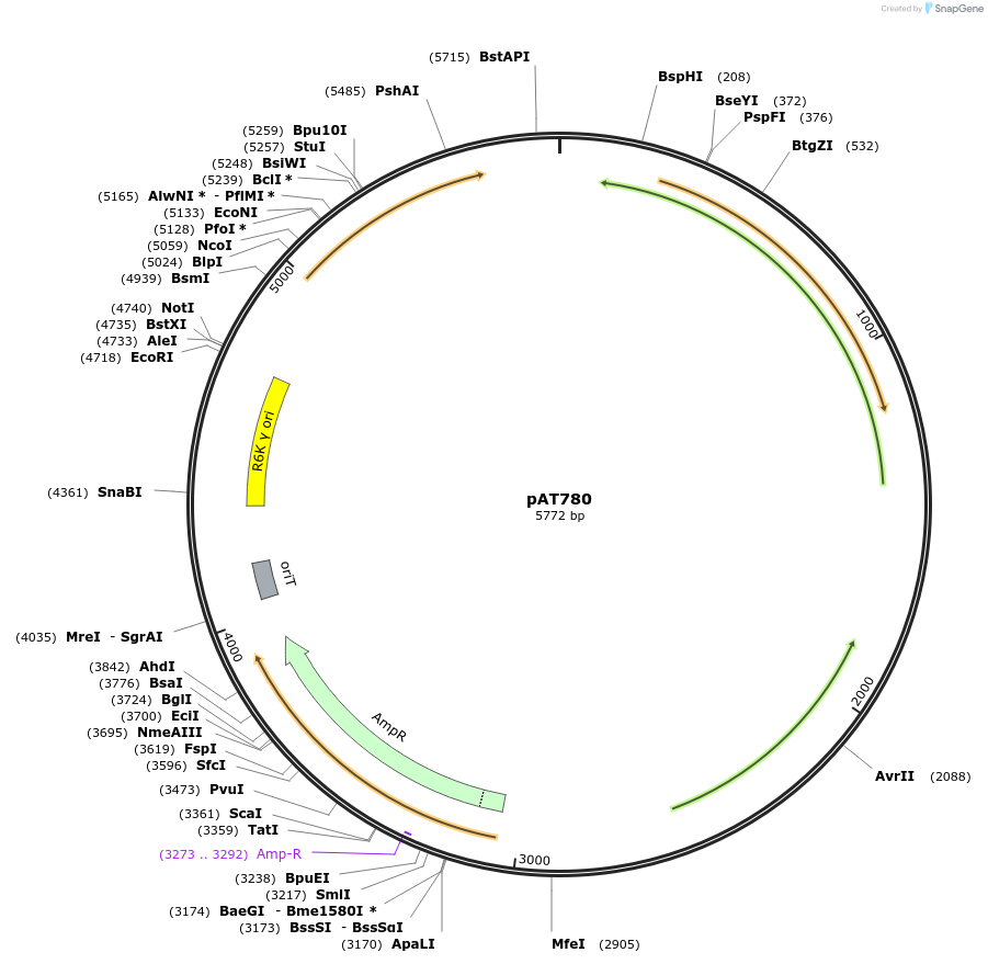 68917-plasmid-map-sequence-id-121345