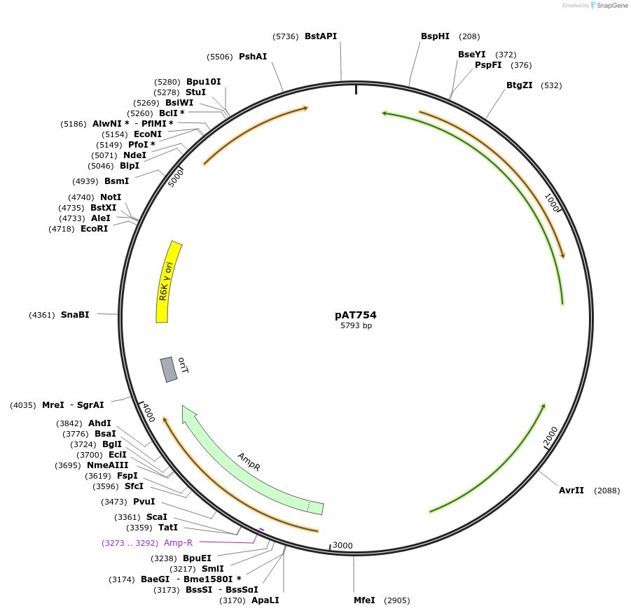 68905-plasmid-map-sequence-id-121362