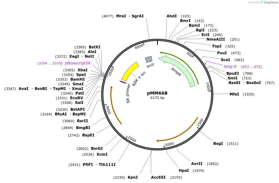 68890-plasmid-map-sequence-id-121376