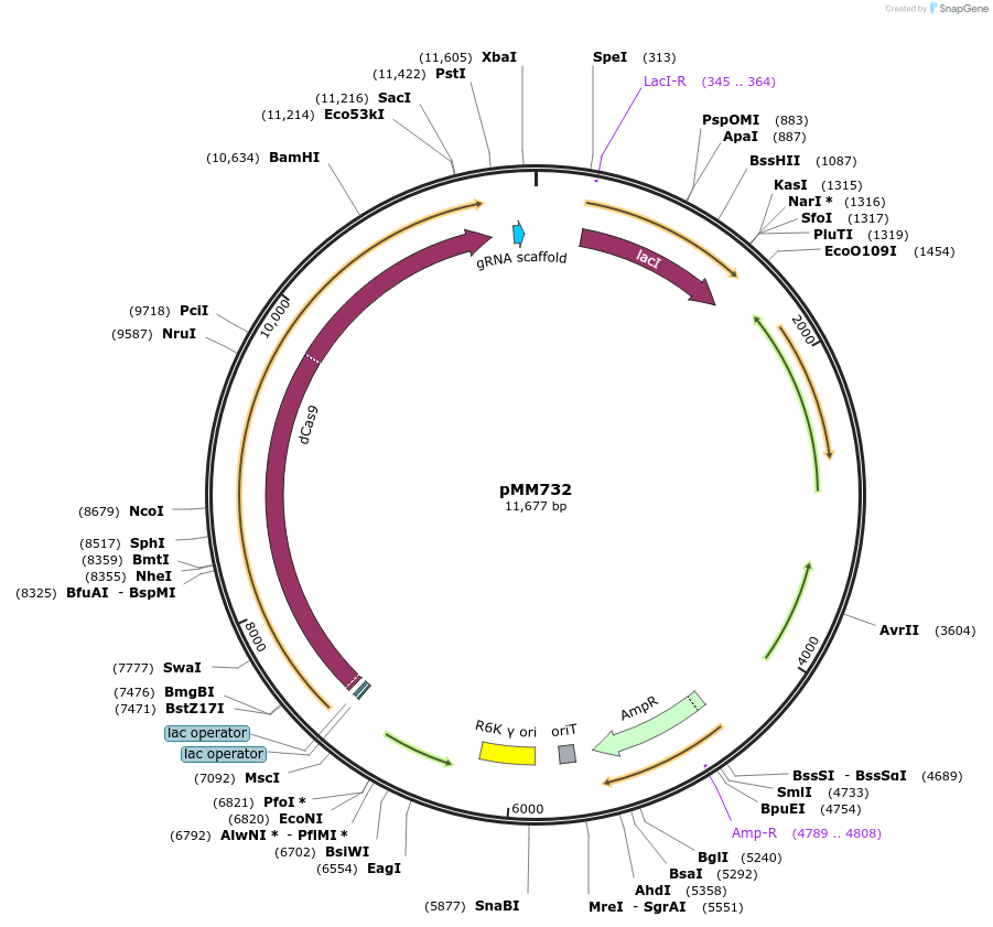 68897-plasmid-map-sequence-id-121384