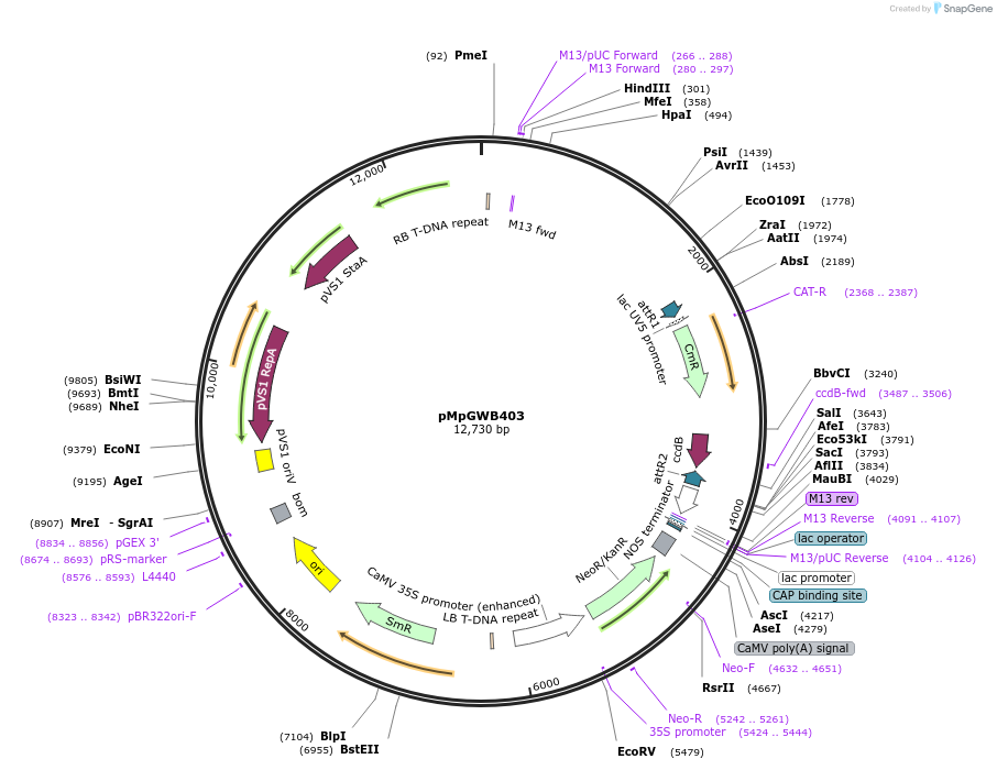 68668-plasmid-map-sequence-id-121395