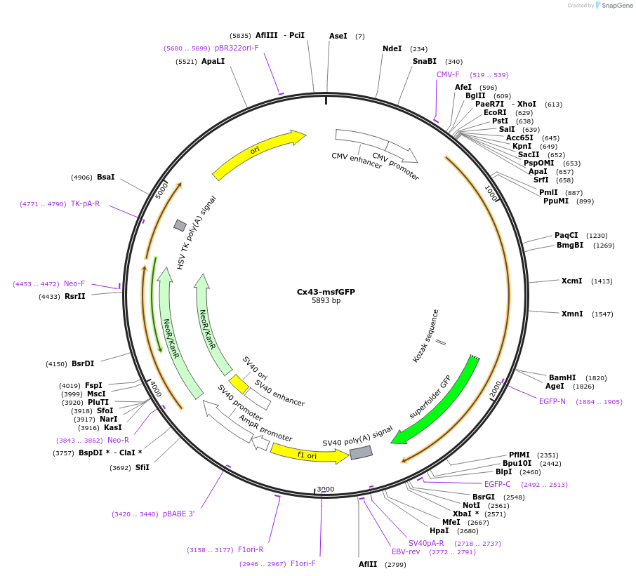 69007-plasmid-map-sequence-id-121423