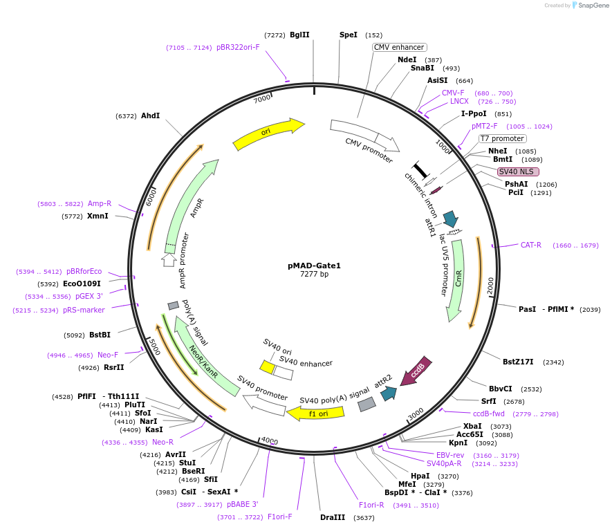 25916-plasmid-map-sequence-id-12144