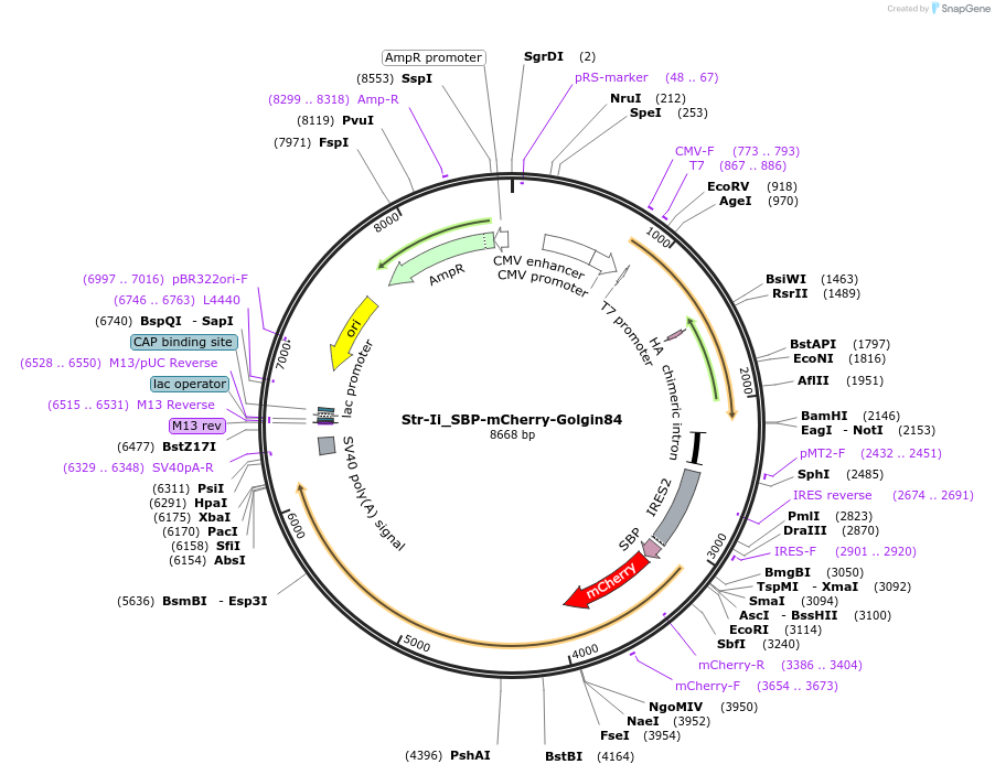 65304-plasmid-map-sequence-id-121464