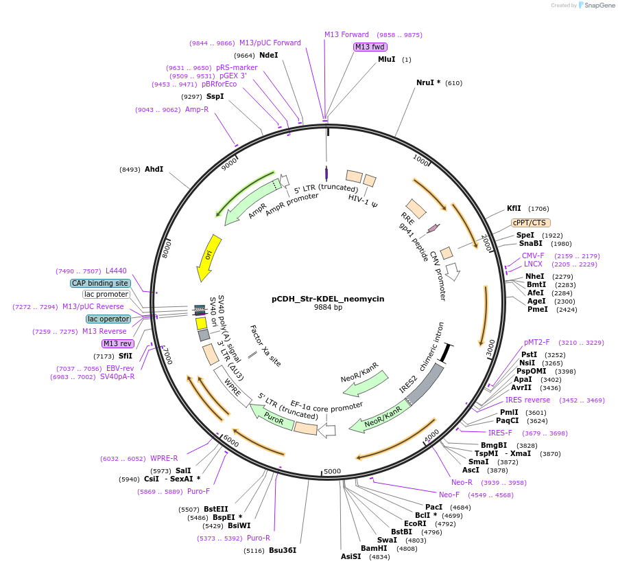 65307-plasmid-map-sequence-id-121473