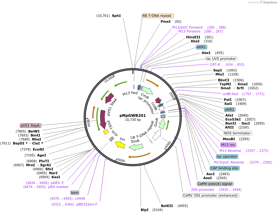 68592-plasmid-map-sequence-id-121493