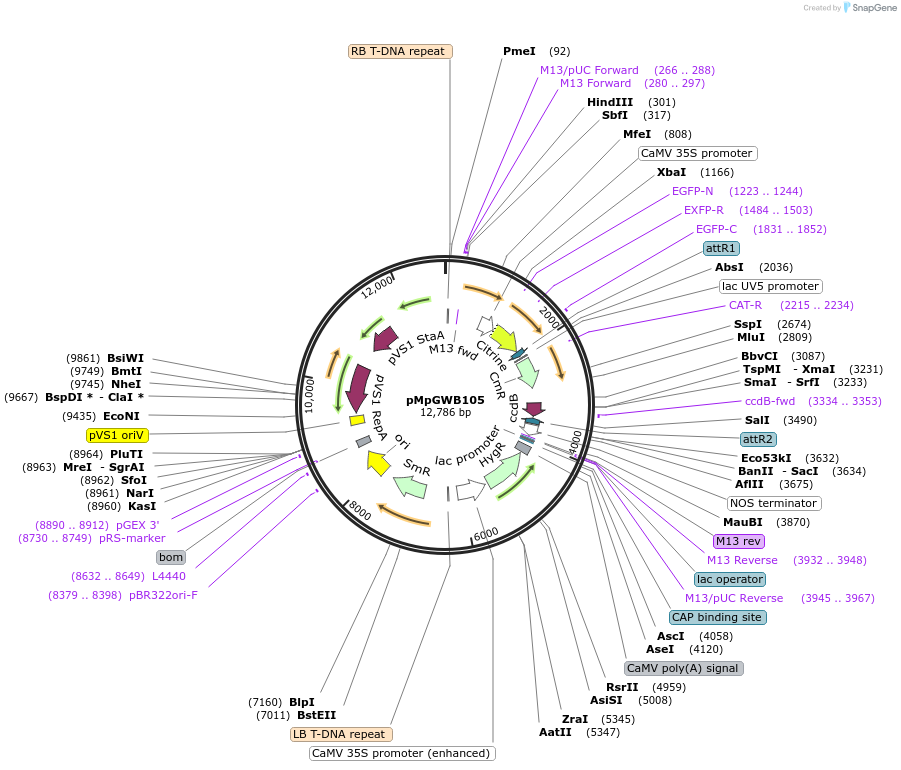 68559-plasmid-map-sequence-id-121501