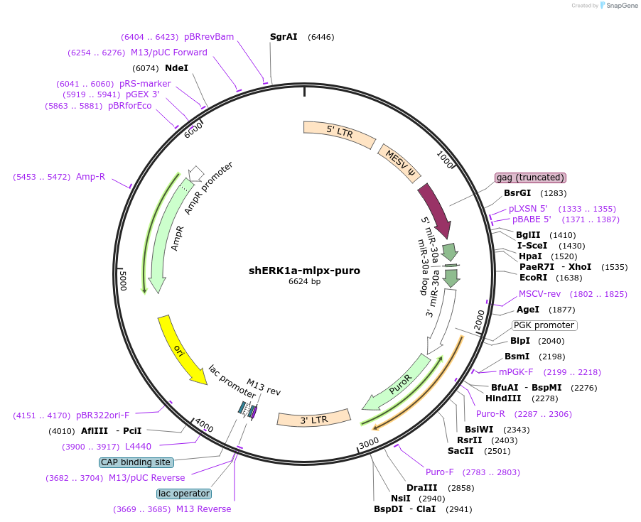65228-plasmid-map-sequence-id-121583