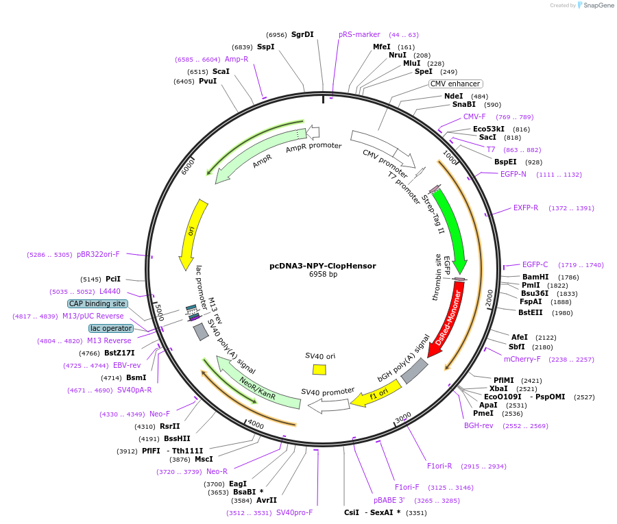 25939-plasmid-map-sequence-id-12160