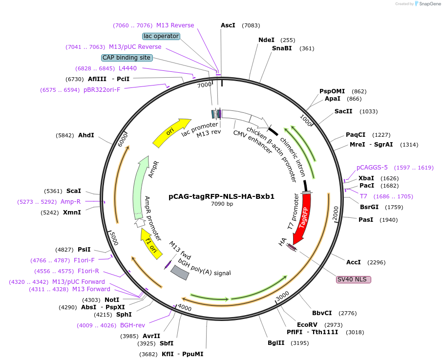 65625-plasmid-map-sequence-id-121600