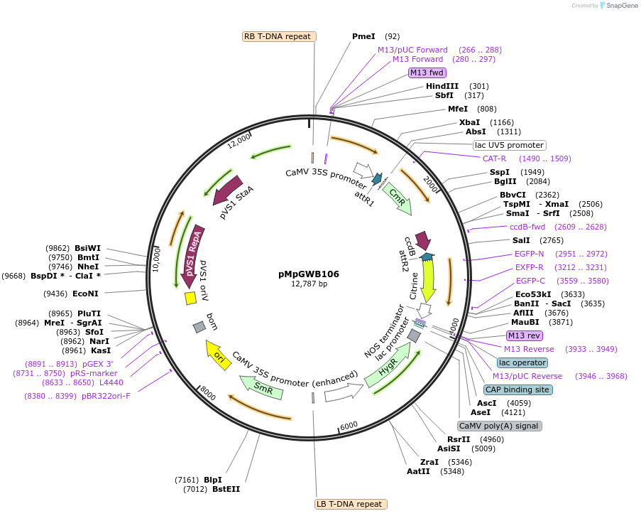 68560-plasmid-map-sequence-id-121605