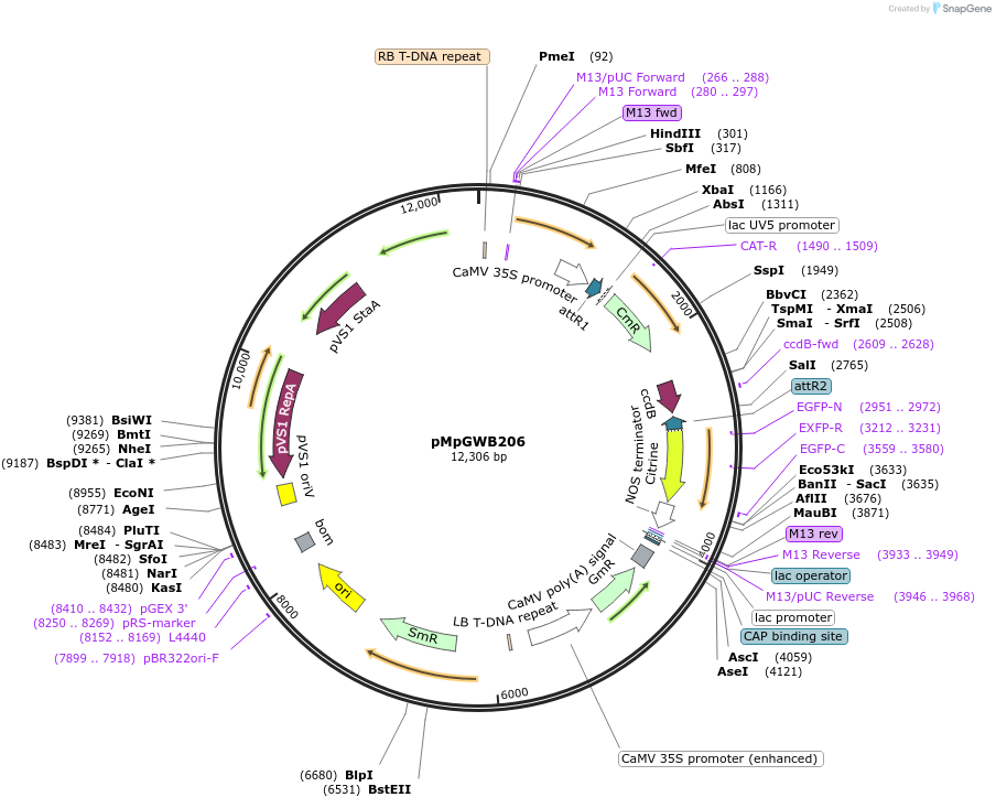 68597-plasmid-map-sequence-id-121606