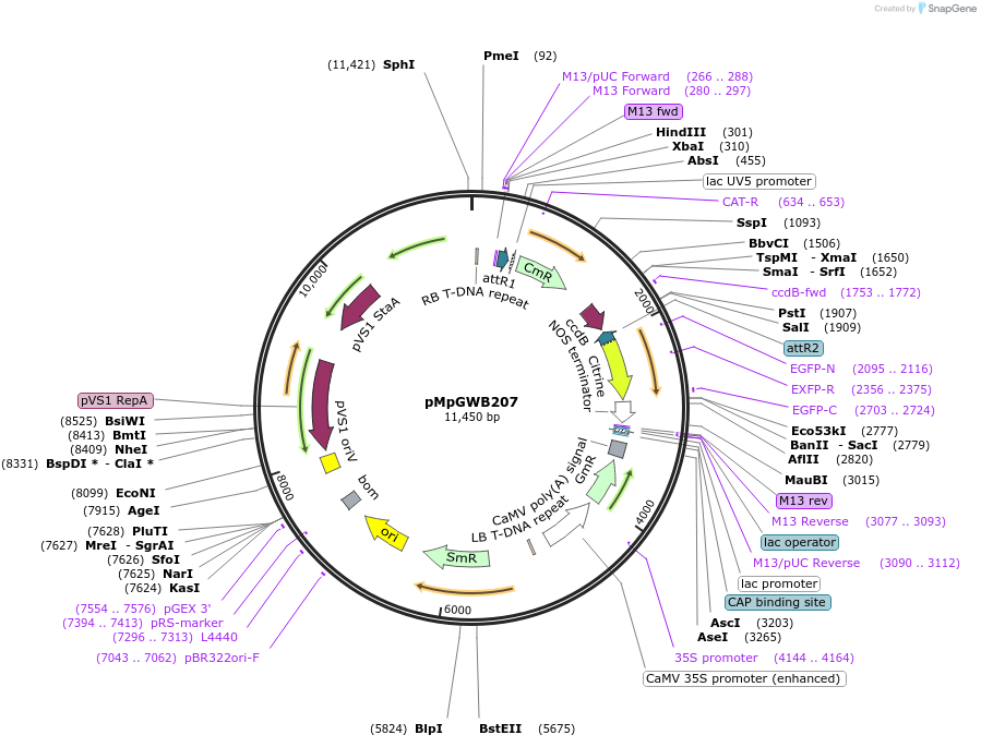 68598-plasmid-map-sequence-id-121610