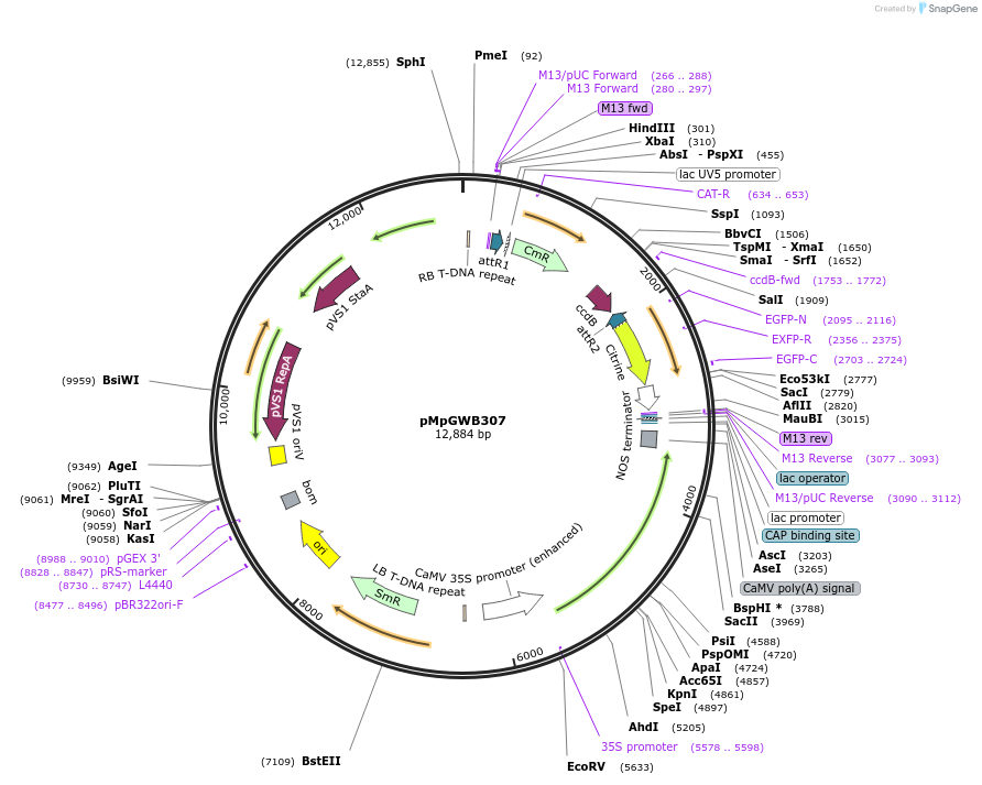 68635-plasmid-map-sequence-id-121611
