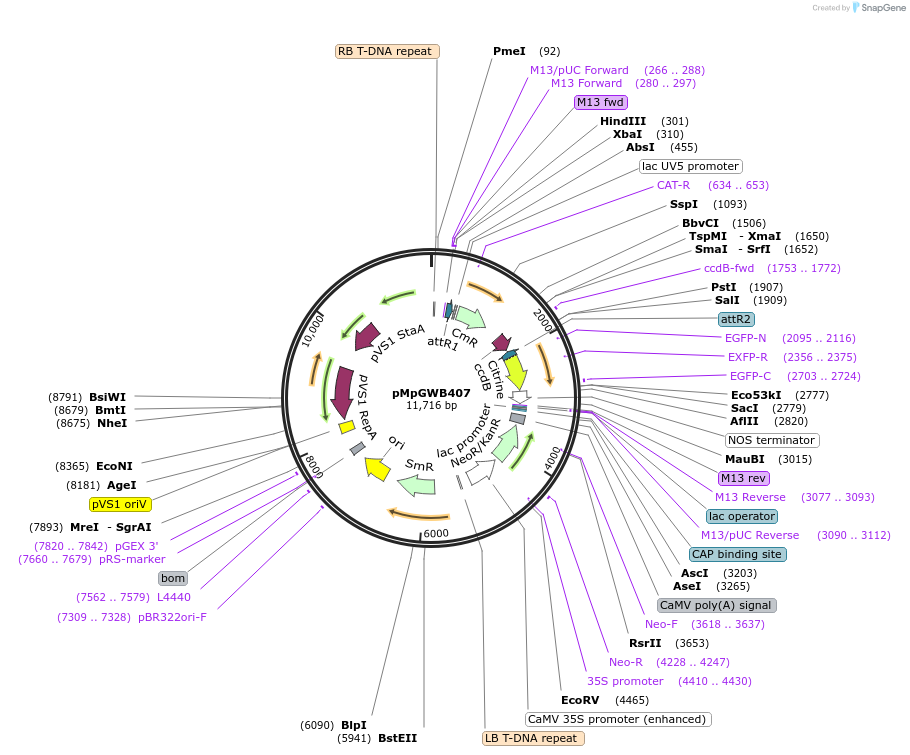68672-plasmid-map-sequence-id-121612