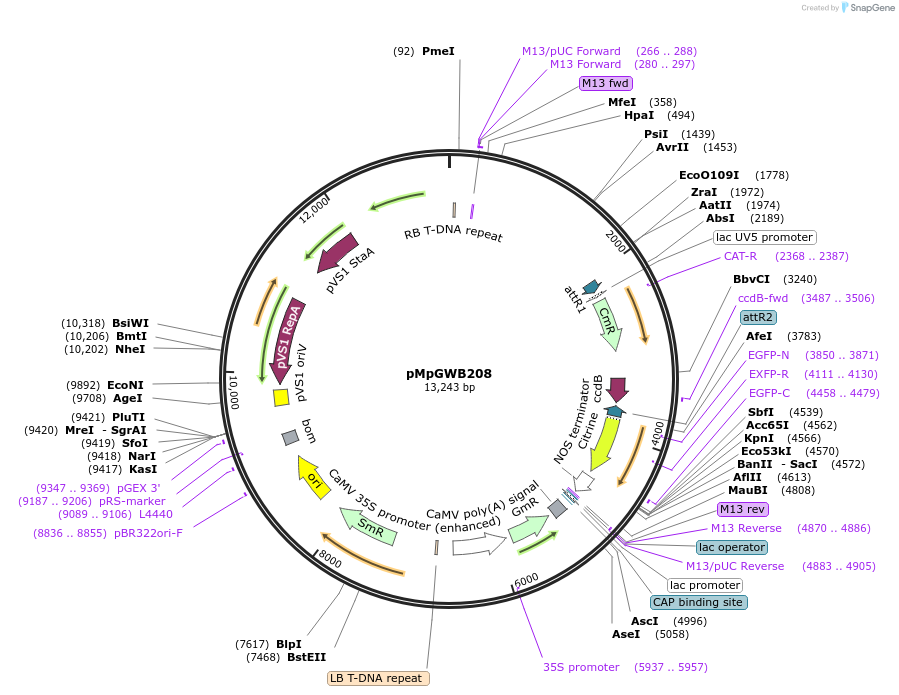 68599-plasmid-map-sequence-id-121614