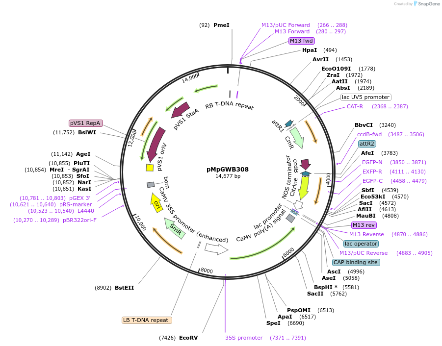 68636-plasmid-map-sequence-id-121615
