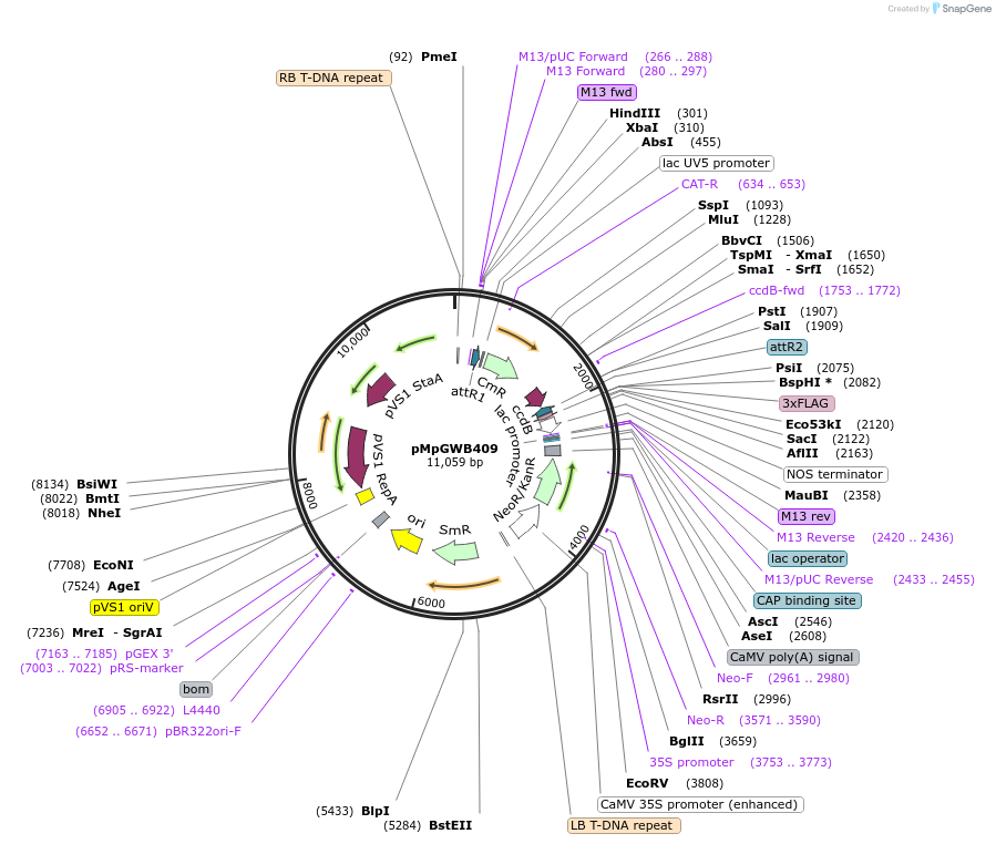 68674-plasmid-map-sequence-id-121620