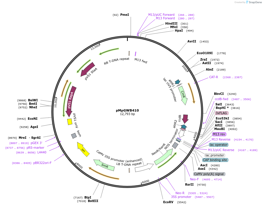 68675-plasmid-map-sequence-id-121624