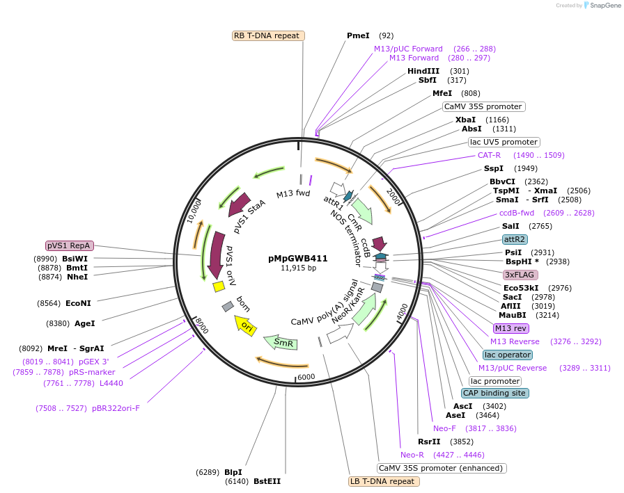 68676-plasmid-map-sequence-id-121628