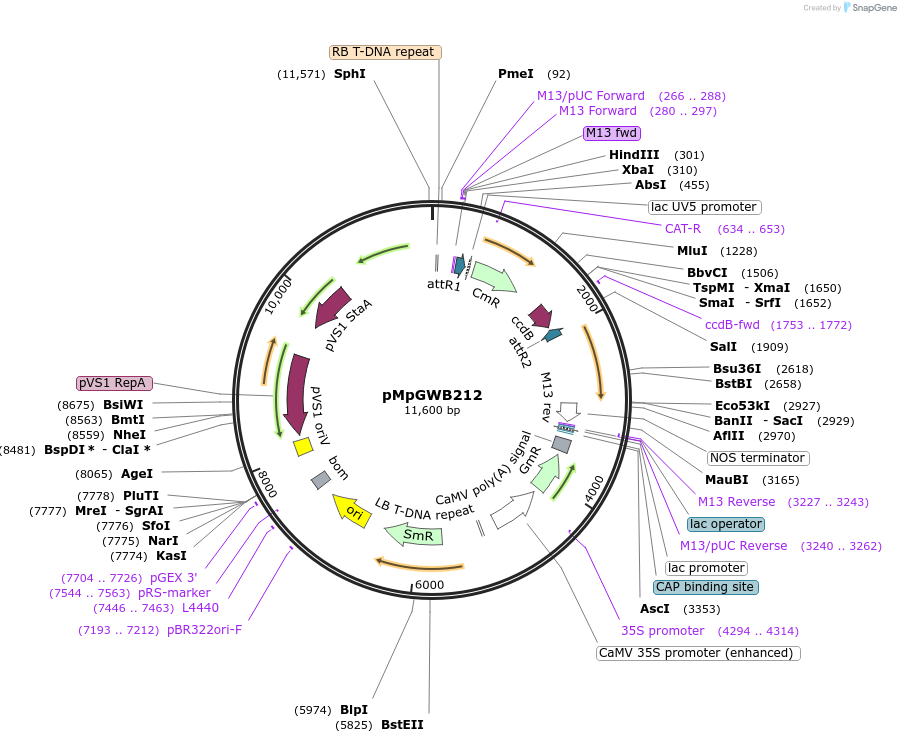 68603-plasmid-map-sequence-id-121630