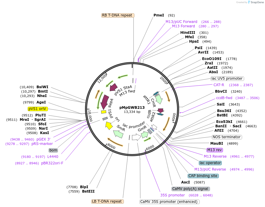 68604-plasmid-map-sequence-id-121634