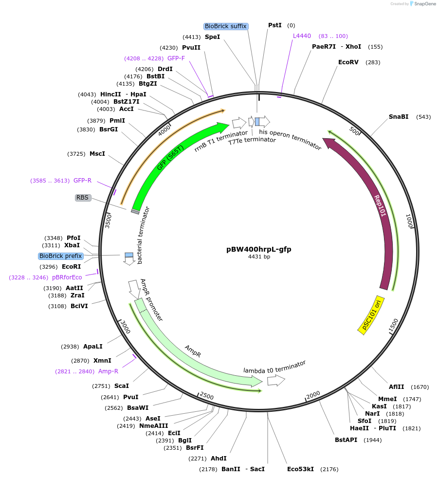 61437-plasmid-map-sequence-id-121702