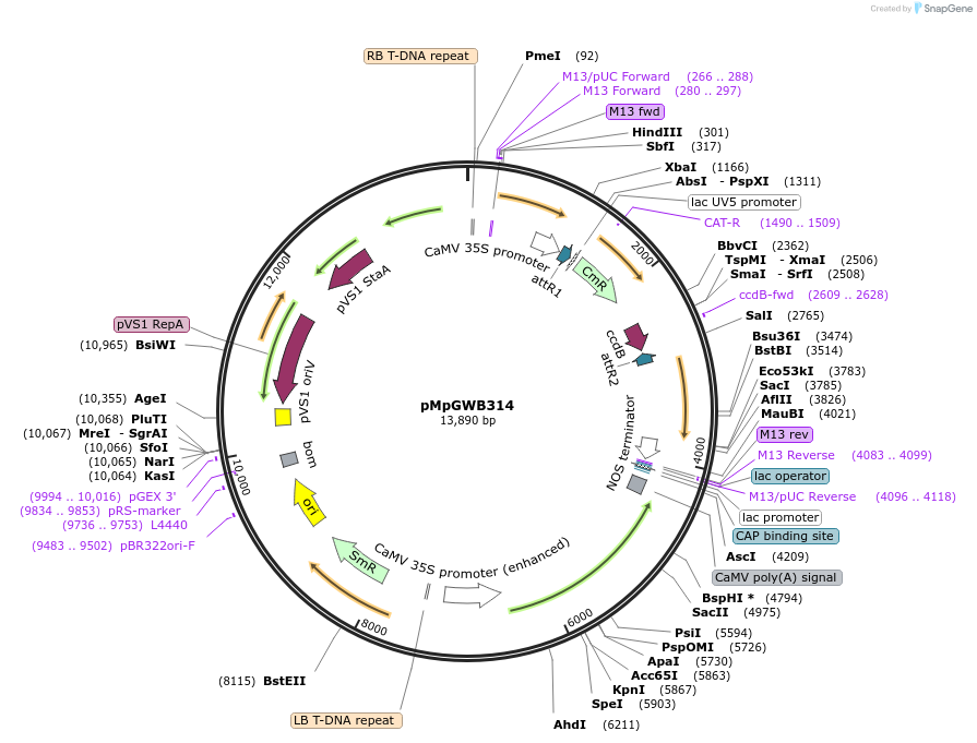 68642-plasmid-map-sequence-id-121732