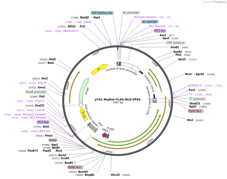 69074-plasmid-map-sequence-id-121734
