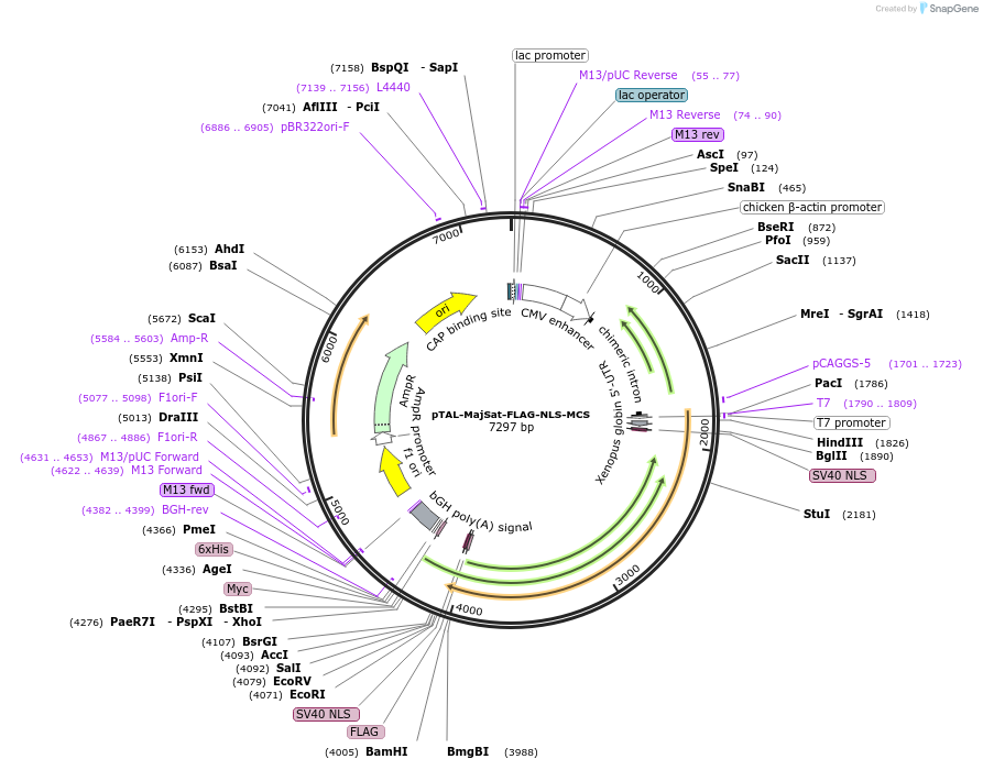 69073-plasmid-map-sequence-id-121735