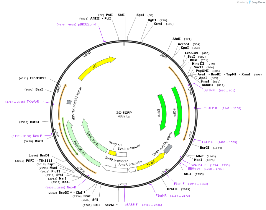 69071-plasmid-map-sequence-id-121737