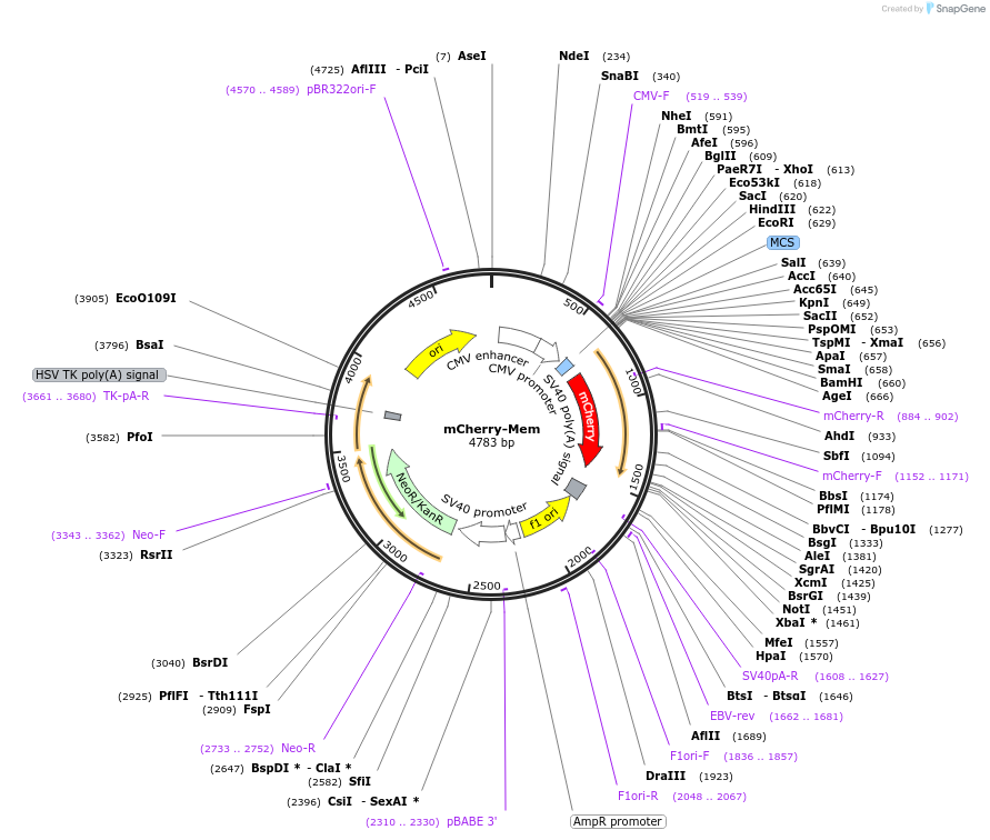 55779-plasmid-map-sequence-id-121746