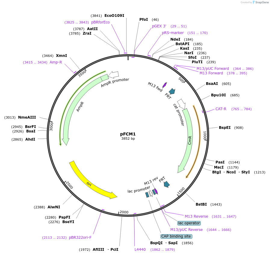 64948-plasmid-map-sequence-id-121748