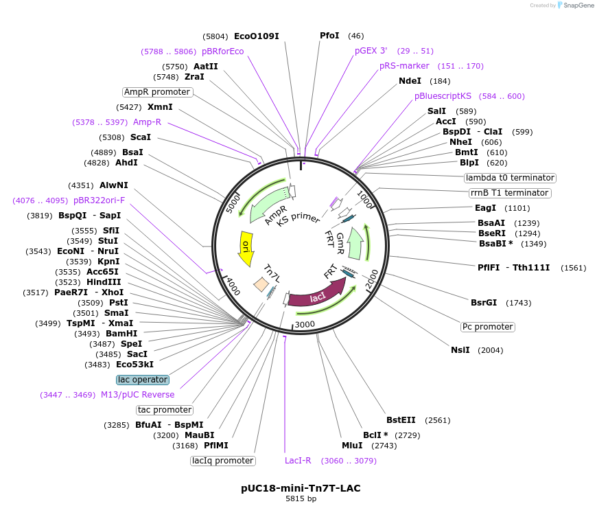 64965-plasmid-map-sequence-id-121754