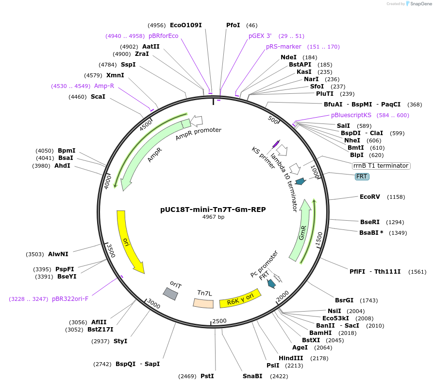 64966-plasmid-map-sequence-id-121755