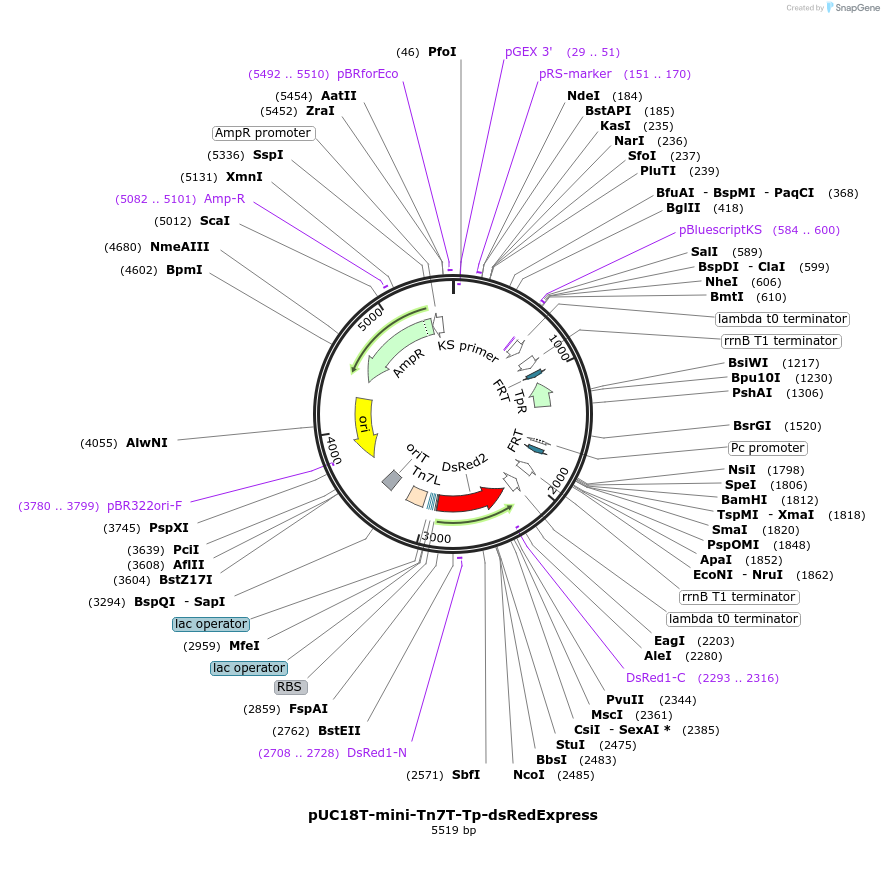 65036-plasmid-map-sequence-id-121765