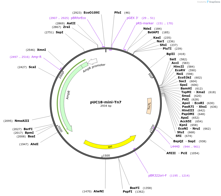 64953-plasmid-map-sequence-id-121770