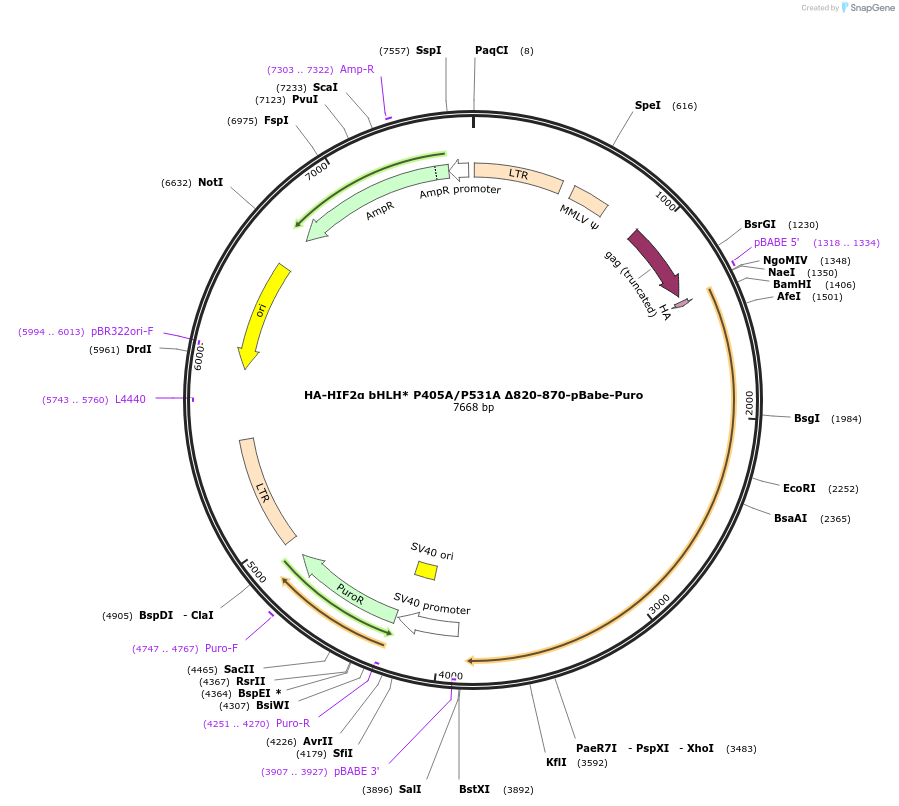 25957-plasmid-map-sequence-id-12178