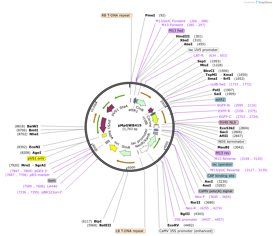 68680-plasmid-map-sequence-id-121801