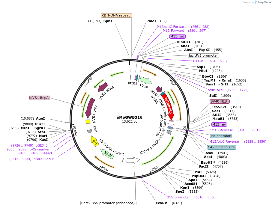 68644-plasmid-map-sequence-id-121804