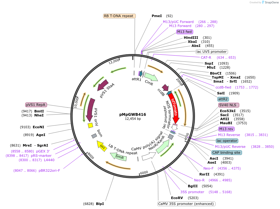 68681-plasmid-map-sequence-id-121805