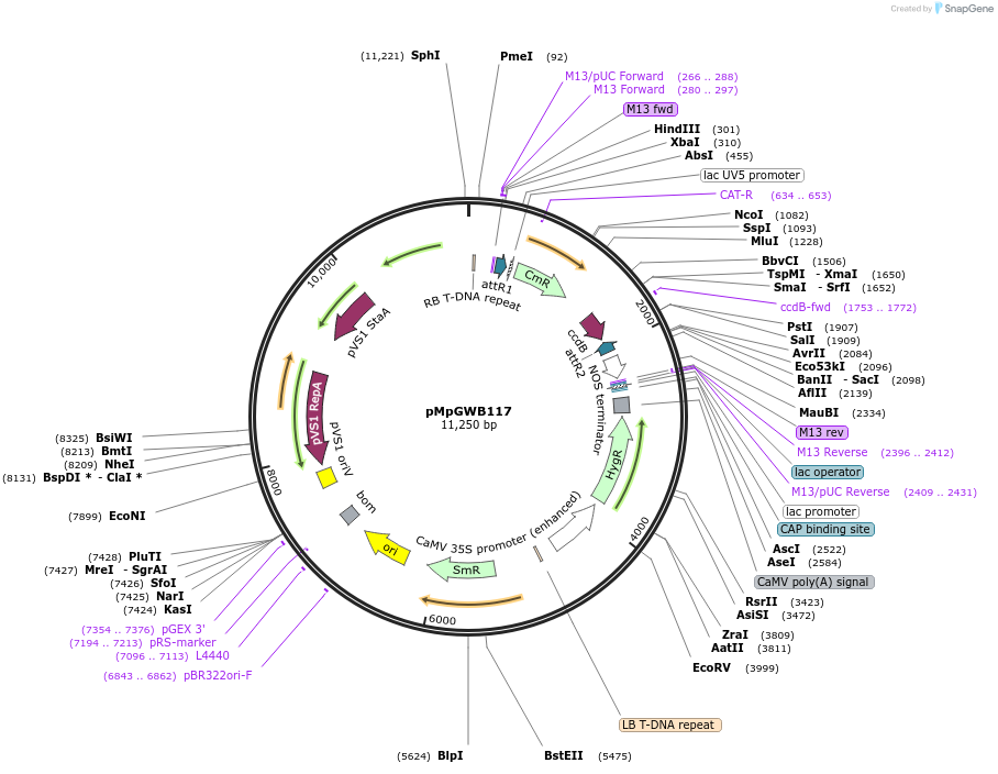 68571-plasmid-map-sequence-id-121806